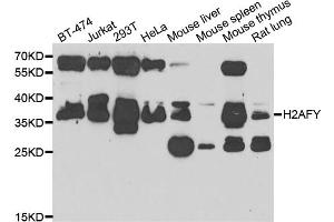 Western blot analysis of extracts of various cell lines, using H2AFY antibody (ABIN5974238) at 1/1000 dilution. (H2AFY anticorps)