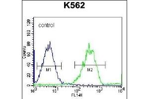 F105A Antibody (Center) (ABIN656556 and ABIN2845818) flow cytometric analysis of K562 cells (right histogram) compared to a negative control cell (left histogram). (FAM105A anticorps  (AA 196-224))