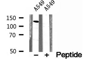 Western blot analysis of extracts of A549 cells, using CCP1 antibody. (AGTPBP1 anticorps  (Internal Region))