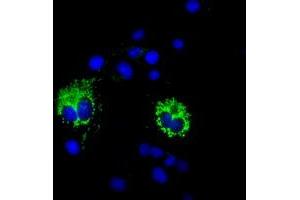 Immunofluorescence (IF) image for anti-Cytochrome C Oxidase Subunit VIa Polypeptide 1 (COX6A1) antibody (ABIN1497583) (COX6A1 anticorps)