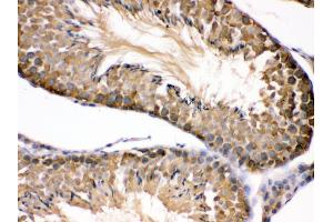 Anti- Hsp90 beta Picoband antibody, IHC(P) IHC(P): Mouse Testis Tissue