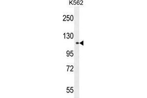TDRD1 Antibody (C-term) western blot analysis in K562 cell line lysates (35 µg/lane). (TDRD1 anticorps  (C-Term))