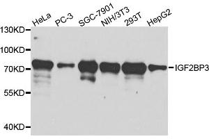 Western blot analysis of extracts of various cell lines, using IGF2BP3 antibody (ABIN5971465) at 1/1000 dilution. (IGF2BP3 anticorps)