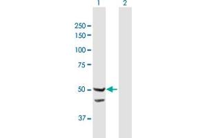 Western Blot analysis of TIMM44 expression in transfected 293T cell line by TIMM44 MaxPab polyclonal antibody. (TIMM44 anticorps  (AA 1-452))