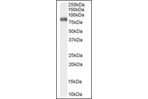Image no. 1 for anti-Potassium Voltage-Gated Channel, Shaw-Related Subfamily, Member 3 (KCNC3) (C-Term) antibody (ABIN374825) (KCNC3 anticorps  (C-Term))