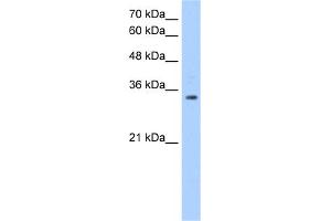 WB Suggested Anti-POU5F2 Antibody Titration:  1. (POU5F2 anticorps  (C-Term))