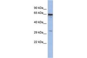 Image no. 1 for anti-Melanoma Antigen Family A, 9 (MAGEA9) (C-Term) antibody (ABIN6742783) (MAGEA9 anticorps  (C-Term))