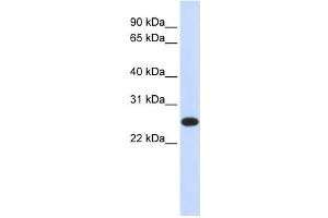 Western Blotting (WB) image for anti-Interleukin 33 (IL33) antibody (ABIN2459467) (IL-33 anticorps)