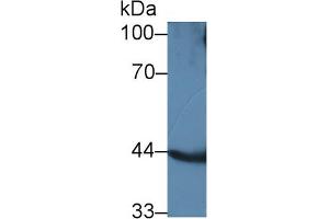 Western blot analysis of Mouse Kidney lysate, using Human ACADL Antibody (1 µg/ml) and HRP-conjugated Goat Anti-Rabbit antibody ( (ACADL anticorps  (Lys430))