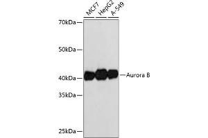Western blot analysis of extracts of various cell lines, using Aurora B antibody (ABIN7265782) at 1:1000 dilution. (Aurora Kinase B anticorps)