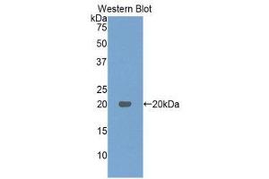 Western Blotting (WB) image for anti-Interferon, beta 1, Fibroblast (IFNB1) (AA 23-169) antibody (ABIN3209024) (IFNB1 anticorps  (AA 23-169))
