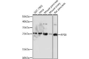 Western blot analysis of extracts of various cell lines, using RPS8 antibody (ABIN7270041) at 1:1000 dilution. (RPS8 anticorps)