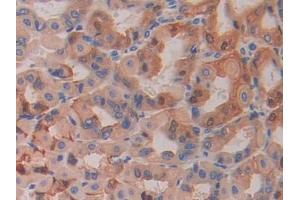 DAB staining on IHC-P; Samples: Mouse Stomach Tissue (HEXB anticorps  (AA 294-435))