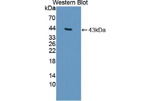 Figure. (OAS2 anticorps  (AA 11-346))