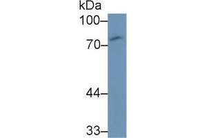 Detection of CD97 in Human U87MG cell lysate using Monoclonal Antibody to Cluster Of Differentiation 97 (CD97) (CD97 anticorps  (AA 58-260))