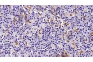 Detection of CK19 in Porcine Pancreas Tissue using Monoclonal Antibody to Cytokeratin 19 (CK19)
