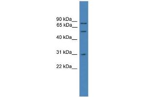 WB Suggested Anti-VCP Antibody Titration: 0.