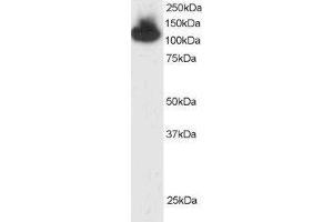 ABIN184913 (2 µg/mL) staining of HepG2 lysate (35 µg protein in RIPA buffer). (KAP1 anticorps  (C-Term))
