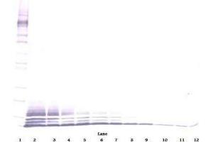 Image no. 3 for anti-Chemokine (C-C Motif) Ligand 5 (CCL5) antibody (ABIN465616) (CCL5 anticorps)