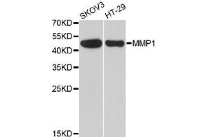 Western blot analysis of extracts of various cell lines, using MMP1 antibody. (MMP1 anticorps)