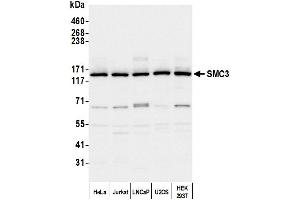 Western Blotting (WB) image for anti-Structural Maintenance of Chromosomes 3 (SMC3) (C-Term) antibody (ABIN7453572) (SMC3 anticorps  (C-Term))