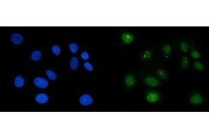 IF analysis of RAE1 using anti-RAE1 antibody (ABIN7602428). (RAE1 anticorps  (AA 76-368))
