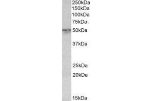 Western Blotting (WB) image for anti-Synaptotagmin II (SYT2) (AA 406-419) antibody (ABIN793258) (SYT2 anticorps  (AA 406-419))