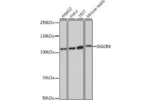 Western blot analysis of extracts of various cell lines, using DGCR8 antibody (ABIN7266761) at 1:1000 dilution.