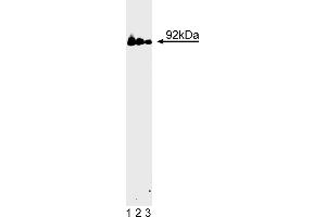Western Blotting (WB) image for anti-Signal Transducer and Activator of Transcription 3 (Acute-Phase Response Factor) (STAT3) (AA 1-175) antibody (ABIN967809) (STAT3 anticorps  (AA 1-175))