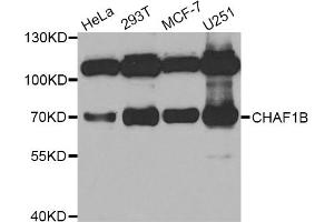 Western blot analysis of extracts of various cell lines, using CHAF1B antibody. (CHAF1B anticorps)