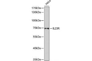 Western blot analysis of extracts of HeLa cells using IL23R Polyclonal Antibody at dilution of 1:1000. (IL23R anticorps)