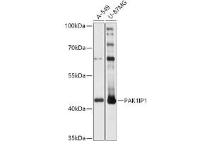 Western blot analysis of extracts of various cell lines, using PIP1 antibody (ABIN7269160) at 1:1000 dilution. (PAK1IP1 anticorps  (AA 1-392))
