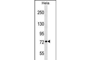 KIF3B Antibody (N-term) (ABIN1539654 and ABIN2848882) western blot analysis in Hela cell line lysates (35 μg/lane). (KIF3B anticorps  (N-Term))
