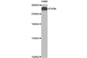 Western blot analysis of extracts of H460 cells, using FASN antibody (ABIN1872662) at 1:200 dilution. (Fatty Acid Synthase anticorps)