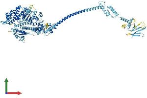 AlphaFold protein structure predicition of Mouse Recombinant Myo1h Protein, UniprotID Q9D6A1