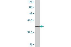 Western Blot detection against Immunogen (36.