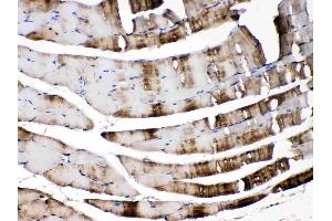 CA3 was detected in paraffin-embedded sections of mouse skeletal muscle tissues using rabbit anti- CA3 Antigen Affinity purified polyclonal antibody (Catalog # ) at 1 µg/mL.