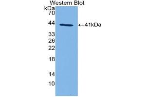 Western blot analysis of the recombinant protein. (C3a anticorps  (AA 670-742))