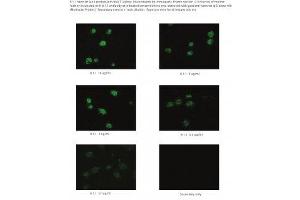Image no. 1 for anti-Podoplanin (PDPN) antibody (ABIN1042655) (Podoplanin anticorps)