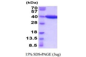 SDS-PAGE (SDS) image for Lactate Dehydrogenase B (LDHB) (AA 1-334) (Active) protein (His tag) (ABIN5854963)