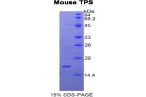 SDS-PAGE analysis of Mouse Tryptase Protein. (TPSAB1 Protéine)