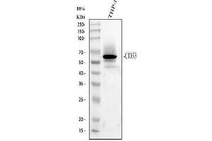 Western blot analysis of CD33 using anti-CD33 antibody (ABIN4886523). (CD33 anticorps  (AA 18-259))