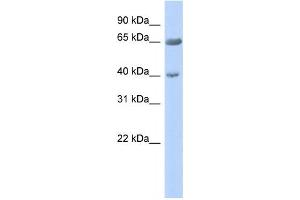 Western Blotting (WB) image for anti-Zinc Finger Protein 234 (ZNF234) antibody (ABIN2458172) (ZNF234 anticorps)