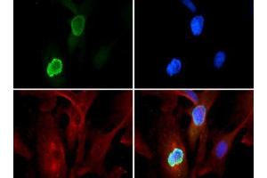 Immunofluorescence of Rabbit Anti-Histone H3 [Trimethyl Lys56] Antibody.
