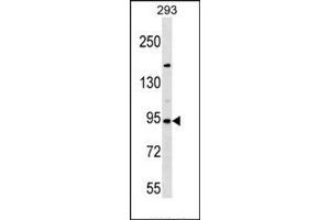 Western blot analysis of SEMA3D Antibody (C-term) Cat.