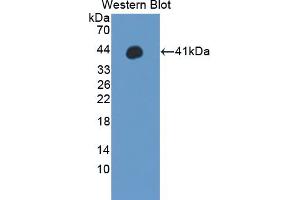 Western blot analysis of the recombinant protein. (WNT3A anticorps  (AA 19-355))