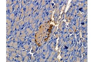 Glucagon Mouse Monoclonal Antibody at 1/100 staining mouse spleen tissue by IHC-P.