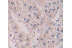 IHC-P analysis of Human Tissue, with DAB staining. (RGS19 anticorps  (AA 1-217))