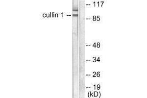 Western blot analysis of extracts from HeLa cells, using Cullin 1 antibody.