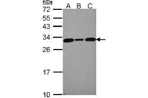WB Image Sample (30 ug of whole cell lysate) A: 293T B: A431 , C: JurKat 12% SDS PAGE antibody diluted at 1:5000 (CACYBP anticorps)